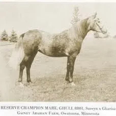 GHULI