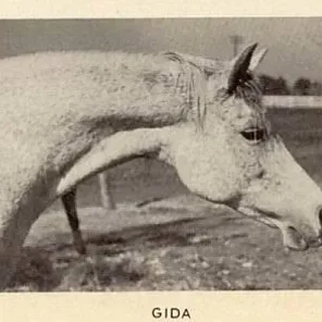 Gida