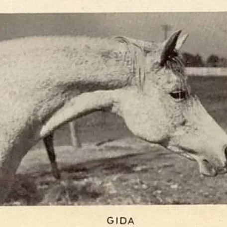 Gida