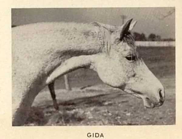Gida