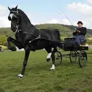 Driving Horses List