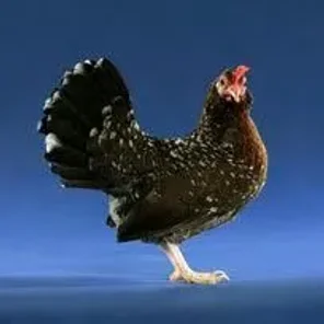 Spangled Old English