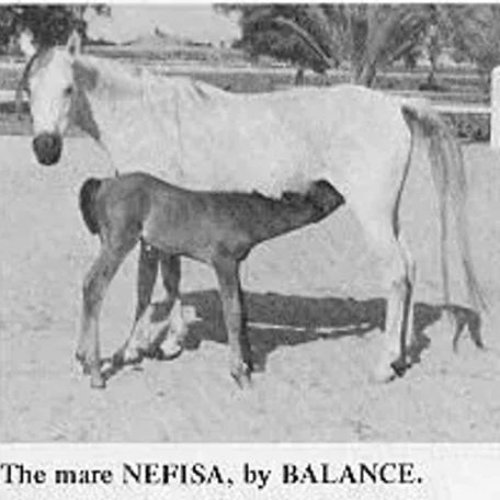NEFISA