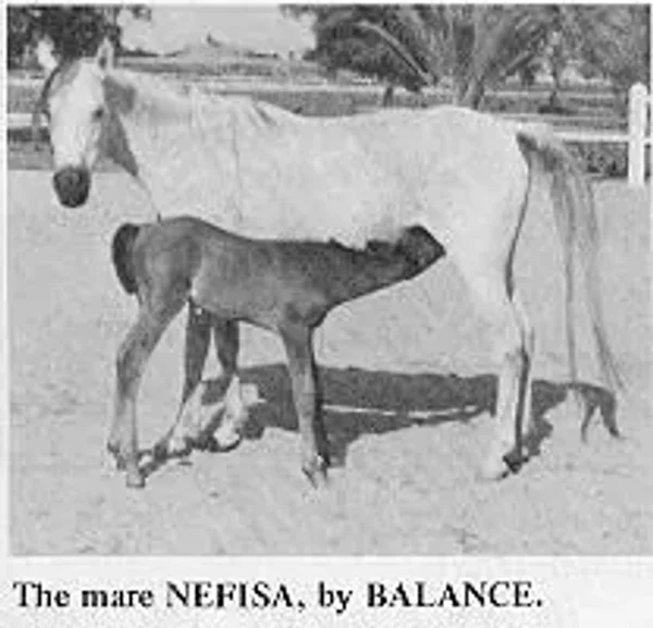 NEFISA