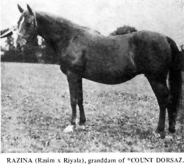 Razina