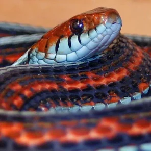 Garter Snake