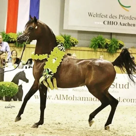 EKS Alihandro (MARWAN AL SHAQAB x OFW PSYLHOUETTE) 2010 Bay Stallion proudly owned by Athbah Stud