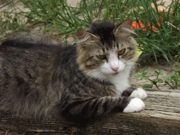 Jasper