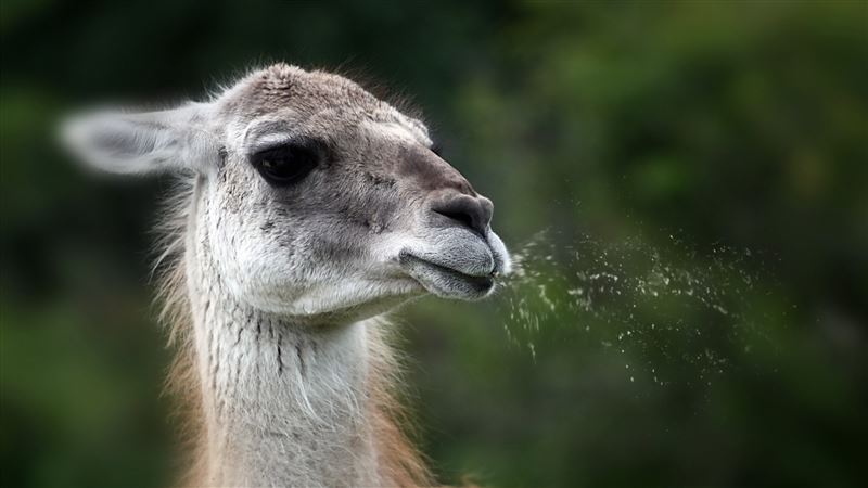 What's the difference between an alpaca and a llama?
