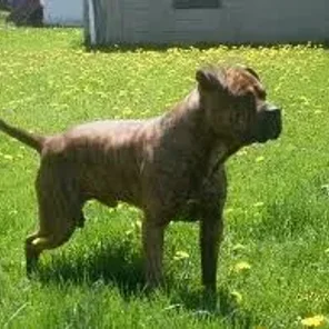 Bullboxer Pit (Designer Dog)