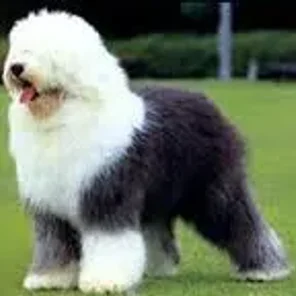Old English Sheepdog