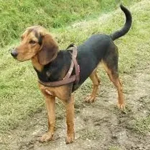 Greek Harehound