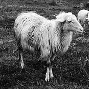 Sardinian