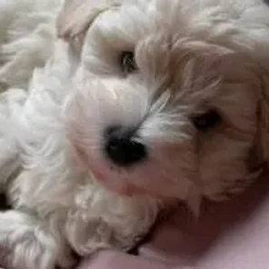 Woodle (Designer Dog)