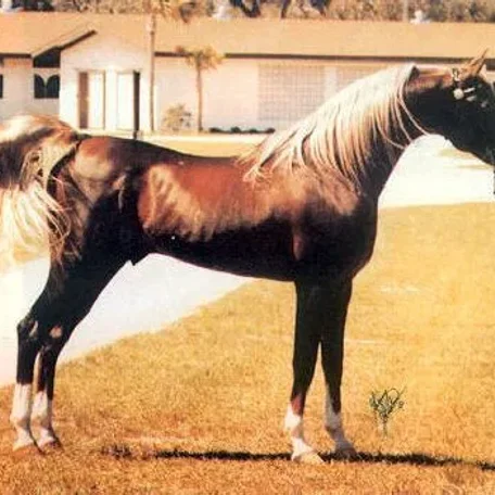 SULTANN