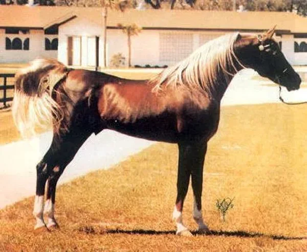 SULTANN