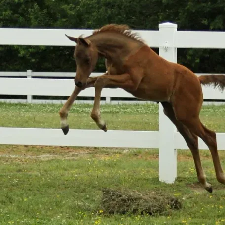 Hunter Jumper
