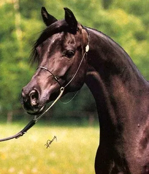 Equina