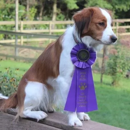 Xena with her Canine Good Citizen award! She makes CGC look good! <3