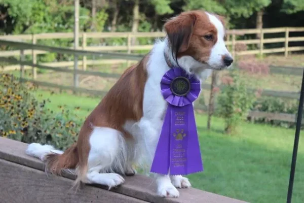 Xena with her Canine Good Citizen award! She makes CGC look good! <3