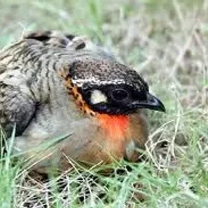 Hainan Partridge