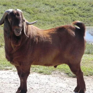 Boer Goat