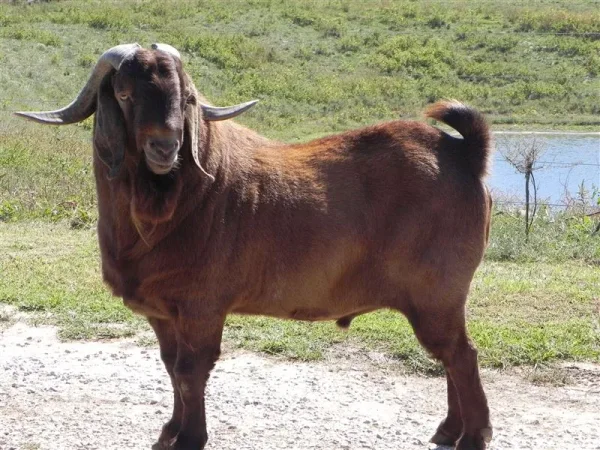 Boer Goats