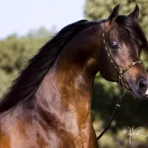 
                Photo by Intara Arabians
              