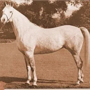 SUR-REYNA