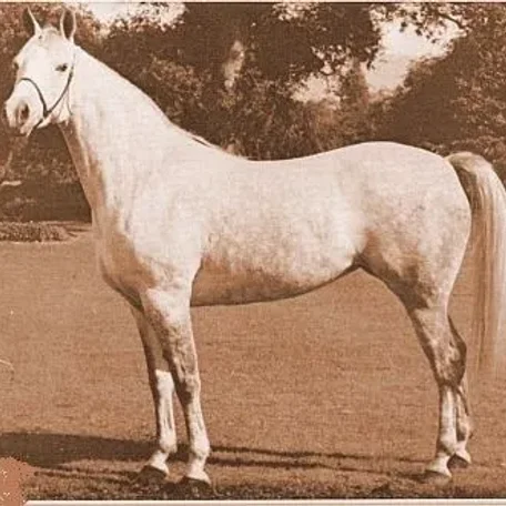 SUR-REYNA