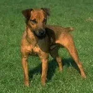Patterdale Terrier