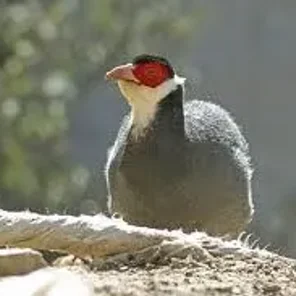Tibetan Eared Pheasant