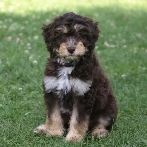 Aussiedoodle
