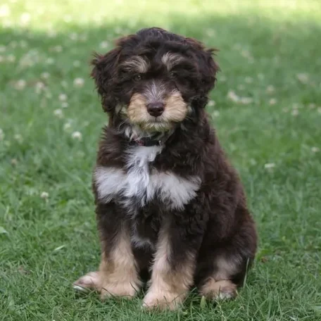 Incredibly handsome and affectionate breed