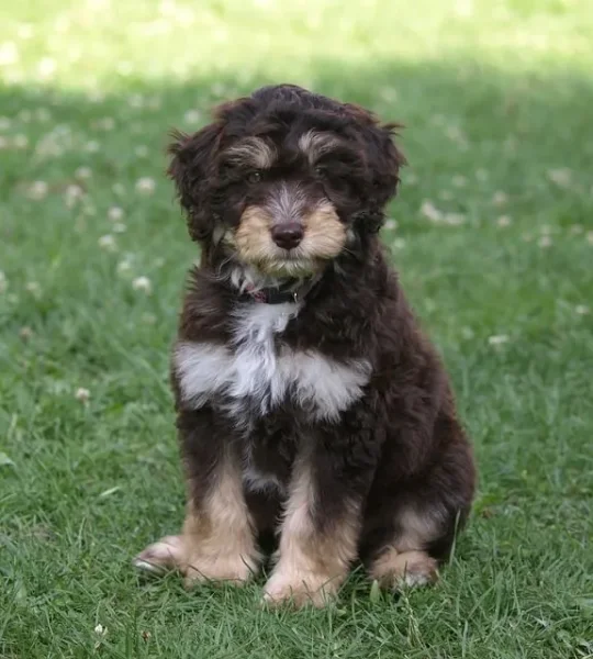 Incredibly handsome and affectionate breed