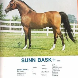 Sunn Bask++
