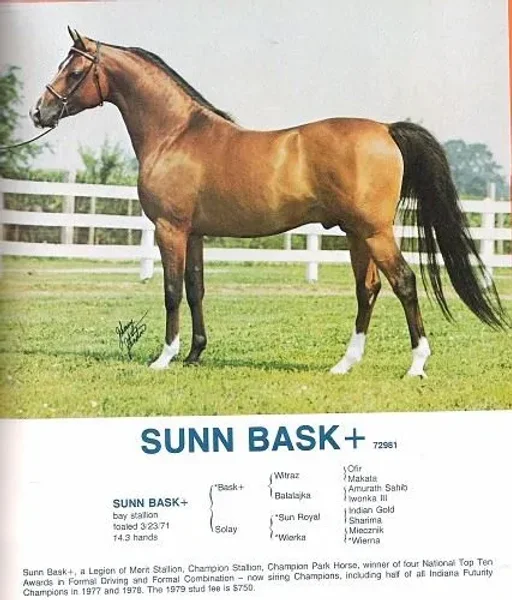 Sunn Bask++