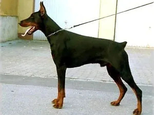Diva Denissov