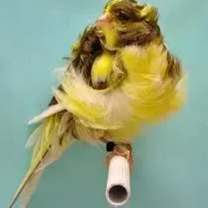 Parisian Frill Canary