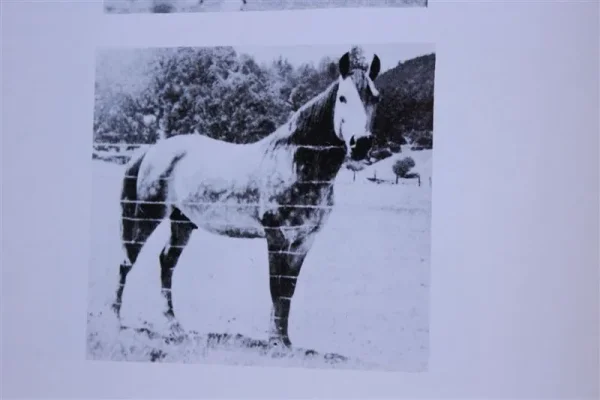 Raslet (Raseyn x Sherlet) grey stallion, foaled February 1, 1929
bred by W.K. Kellogg Institute