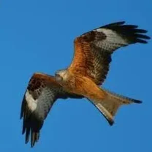 Kites