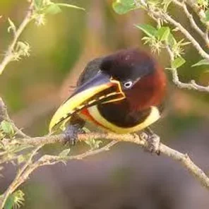 Chestnut-eared Aracari