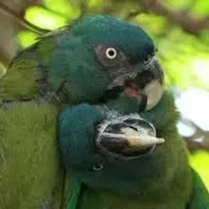 Blue-headed (Coulon's)