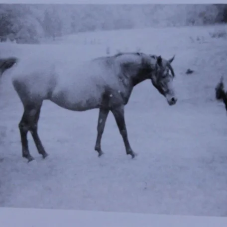 Balena (Raseyn x Dirabba) bay mare, foaled April 17, 1945bred by United States Government
