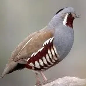 Mountain Quail