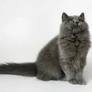 British Longhair
