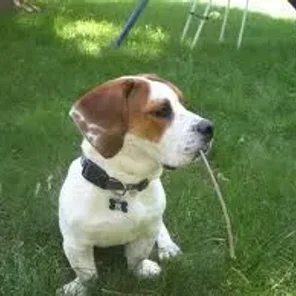 Bully Basset (Designer Dog)
