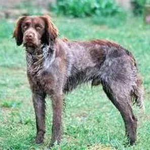 Saint-Usuge Spaniel