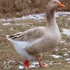 American Buff Goose