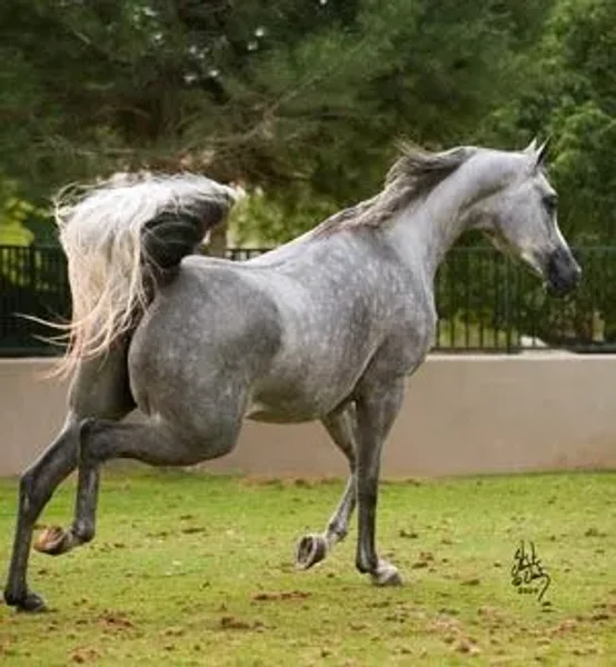 Luxemere Livia